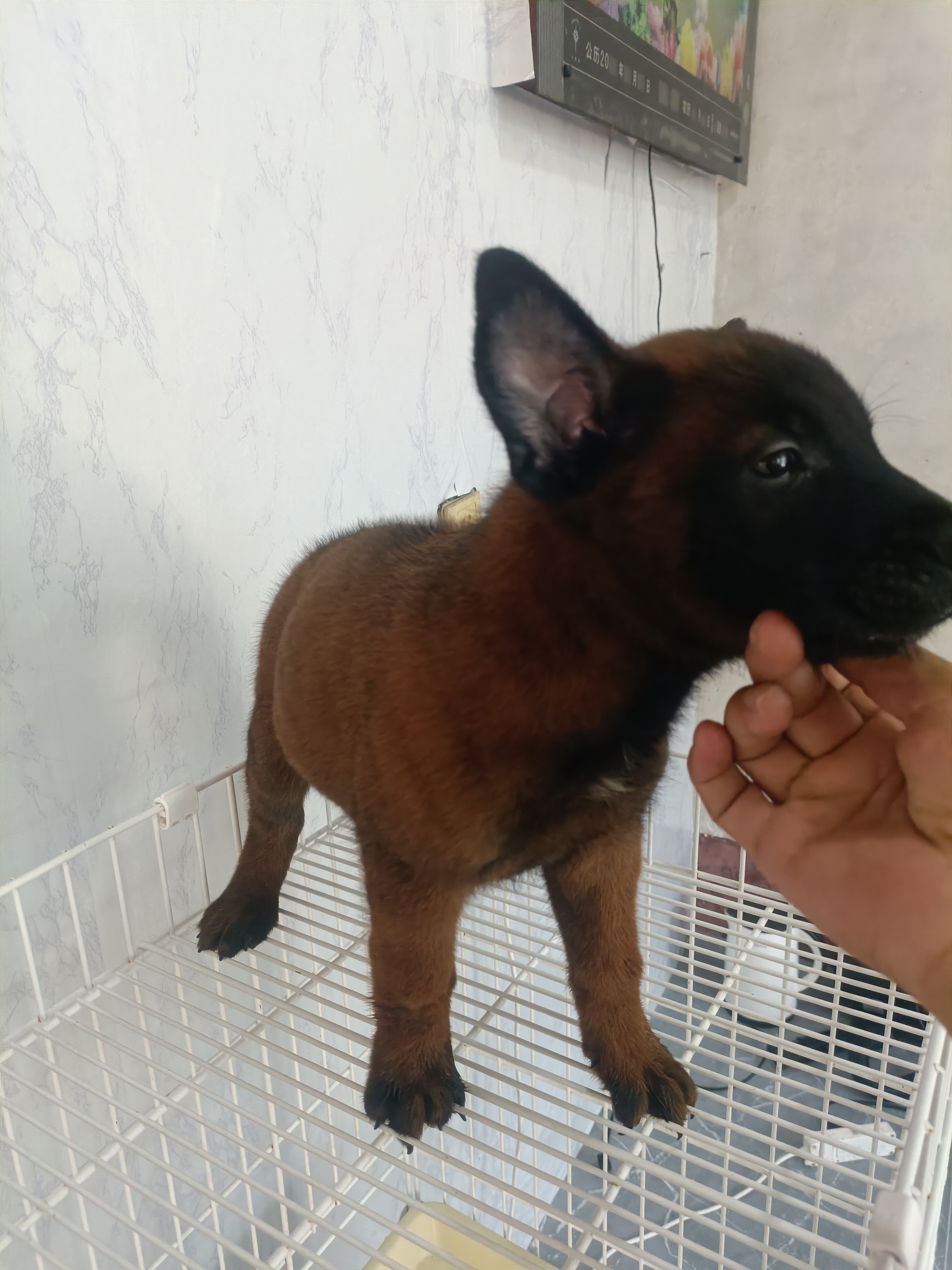 爆红马犬,性格稳定,现货,平台属于第三方,支持平台下单。
